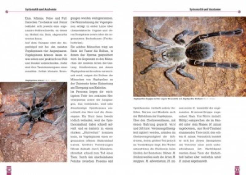 Die Blaue Thai-Vogelspinne